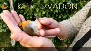 ▶️ Vörösbegy közelről | Erithacus rubecula | és egy érdekesség!