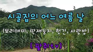 [산골토끼 mountain rabbit] 시골집의 어느 여름 날