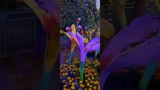 Malampuzha flower show 2025