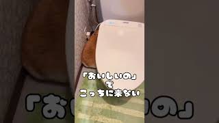 ヒップが大きすぎる⁉️トイレで、つまったコーギー #Shorts #youtubeshortsvideo #shortvideo