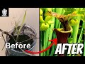 Saving Our Garbage Carnivorous Plant - Sarracenia