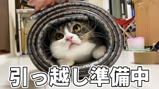 引っ越しの準備を邪魔する息子猫が可愛すぎるwww