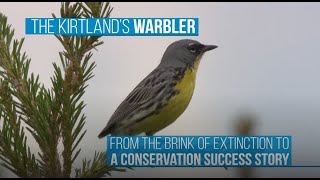 The Kirtland's Warbler: From the brink of extinction to a conservation success story