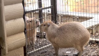 カピバラ　冬のドナタ？（チェリーだよ♪）　大宮公園小動物園