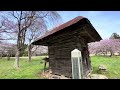 「桜の多賀神社」　2024年4月8日　多賀城市市川字六月坂