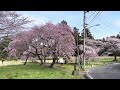 「桜の多賀神社」　2024年4月8日　多賀城市市川字六月坂