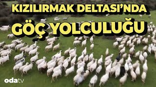 Kışı Kızılırmak Deltası'nda geçiren besicilerin göç yolculuğu başladı