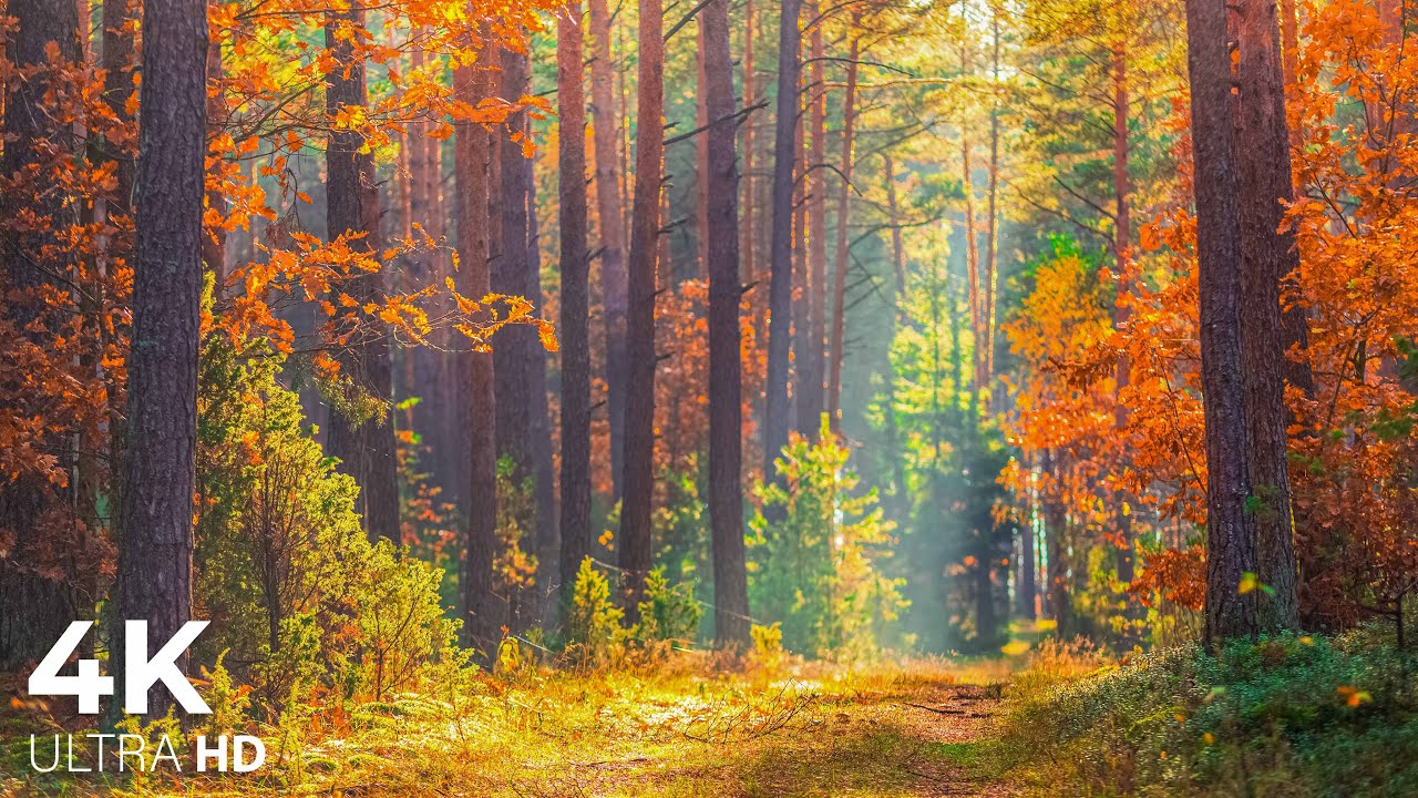 Enchanting Autumn Forests With Beautiful Piano Musicрџќѓ4k Autumn Ambience