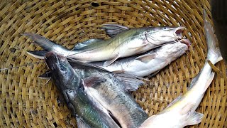 আলোকদিয়া মাছ বাজার মাগুরা বাংলাদেশ #fish #shortsvideo