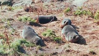 Katiki Point Lighthouse Seals