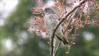 カイの実大好き！エゾビタキ乱舞－神戸市立森林植物園－2016 09 23- 09 24