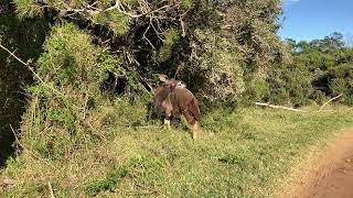 Dramatic wildlife video - VIEWER DISCRETION ADVISED!!!