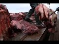 Download Охота на китов. "Китобои" In Mp4 3Gp Full HD Video
