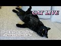 Cat Live Stream （AFK）- Tama the Black Cat -  (# 054）