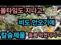 여긴 #비 가안와요 #겨울 되기전에 물통통하게먹여야하는데~ #햇빛 부족으로 웃자라는 #다육이들 #칼슘제 #웃자람방지 되니까 듬뿍 먹였어요 비보약보다는 못하지만~#옥상 #노지