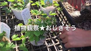 Japanese cafe　Foliage plant　Ogre　触ると葉が閉じる 観葉植物オジギソウ(お辞儀草 おじぎそう)で大はしゃぎ！埼玉久喜市　場所：実野里　#107うーまく〜たーくん