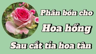 Hướng dẫn bón phân cho hoa hồng bằng bộ phân bón mới