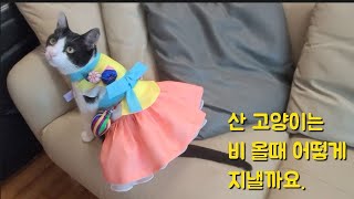 쩡남매의 385번째 이야기~~비가 올때 산의 고양이는 어떻게 지낼까요~