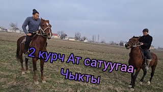 24 февраля 2 Зор Ат Сатуугаа чыктыы #жылкыбазар #жанылыктар #rek #лидер #horse #horse