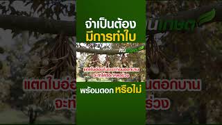 จำเป็นต้องมีการทำใบพร้อมดอกหรือไม่  #ปลูกทุเรียน #ดอกทุเรียน #ทำดอกพร้อมใบ