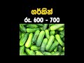 2024.12.23 අද නුවරඑළිය එළවළු මිලට වුණ දේ nuwaraeliya vegetable price ada elawalu mila nuwaraeliya