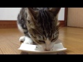 子猫ちゃんの朝食は、「猫缶のスライス」