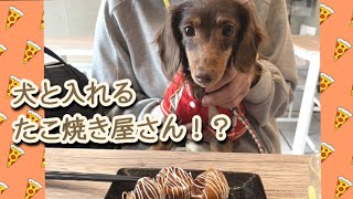 犬と入れるたこ焼き屋さんにお友達と来たら楽しかった〜😆🐶