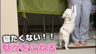 寝たくないと駄々をこねる犬！ママが寝ようとすると・・・チワワのコハク