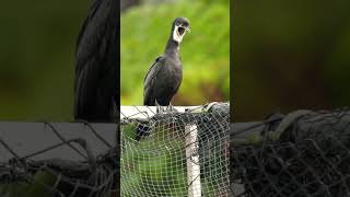 Haha! Pied shag/cormorant