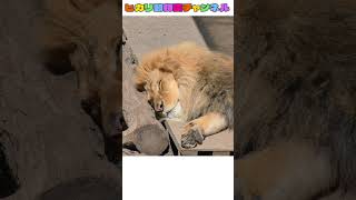 眠たいライオンのオリト＃旭山動物園＃ライオン＃オリトファミリー＃cubs #Lion#shorts