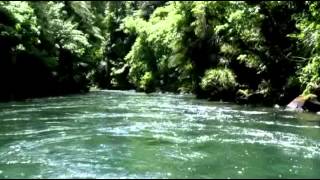 Kaituna River Jet-boat Ride.mp4