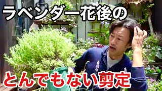 今までのラベンダーの剪定の仕方は間違ってたのかも知れない。。。　【園芸超人カーメン君】