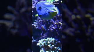 Blue Tangs are known for their striking blue color - are able to swim backwards