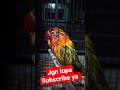 fungsi mandi malam Lovebird