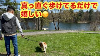 柴犬貴教17才！　ノリたん、真っ直ぐ歩けてる🥰