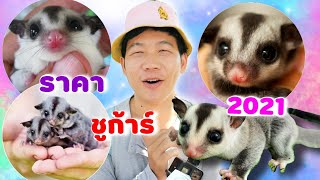 อัปเดตราคาชูก้าร์ไกรเดอร์ปี2021ตลาดจตุจักร sugar glider ราคาถูกมากๆ