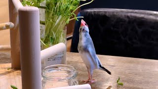 豆苗を食べる文鳥が可愛すぎるので絶対に見てほしい