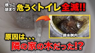 これは危うくトイレ全滅だぞ！外の桝を開けると根っこがすごいことに！！【花のお掃除 #326】