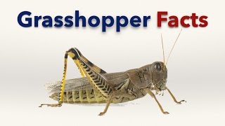 Grasshoppers Facts For Kids - Alot.com