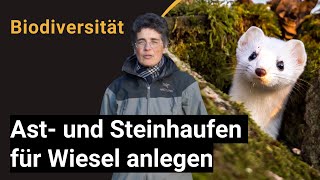 Ast- und Steinhaufen anlegen - Kleinstrukturen als Lebensraum für Wildtiere speziell für Wiesel