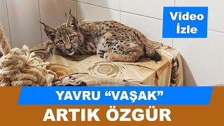 Yavru vaşak artık özgür