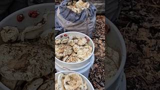 Pine Mushroom Foraging. Chemult, Oregon 2023 Season. (Lots of PINE) #foraging #matsutake #松茸