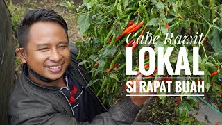 Cabe Rawit Lokal Kualitas Terbaik / Cabai Rawit Lokal Sirapat Buah #cabelokal #caberawit