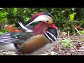 mandarin duck