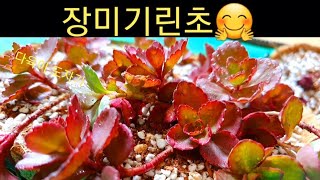 다육이 장미기린초 분갈이와 주의할점  잘키우기(얻었어요)