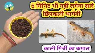 दुम दबाकर भागेगी छिपकली 🦎।kitchen tips / kabad se jugad / get rid of lizard 🦎।