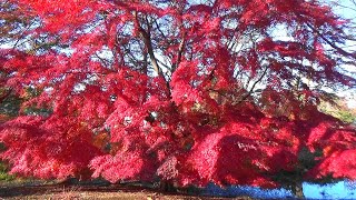 晩秋.名残の紅葉＠柏の葉公園 （千葉県柏市）2021-12-4