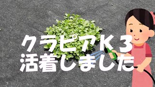 クラピアＫ３が活着したのでタンニン鉄を散布