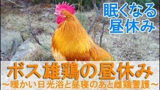 ボス雄鶏の昼休み～ポカポカ陽気の日光浴と昼寝から起きて雌鶏警護～