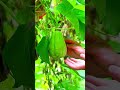 Picking Chayote#farming#enjoyrurallife#naturerurallife#rurallife#vegetables#ruralharvest#agriculture